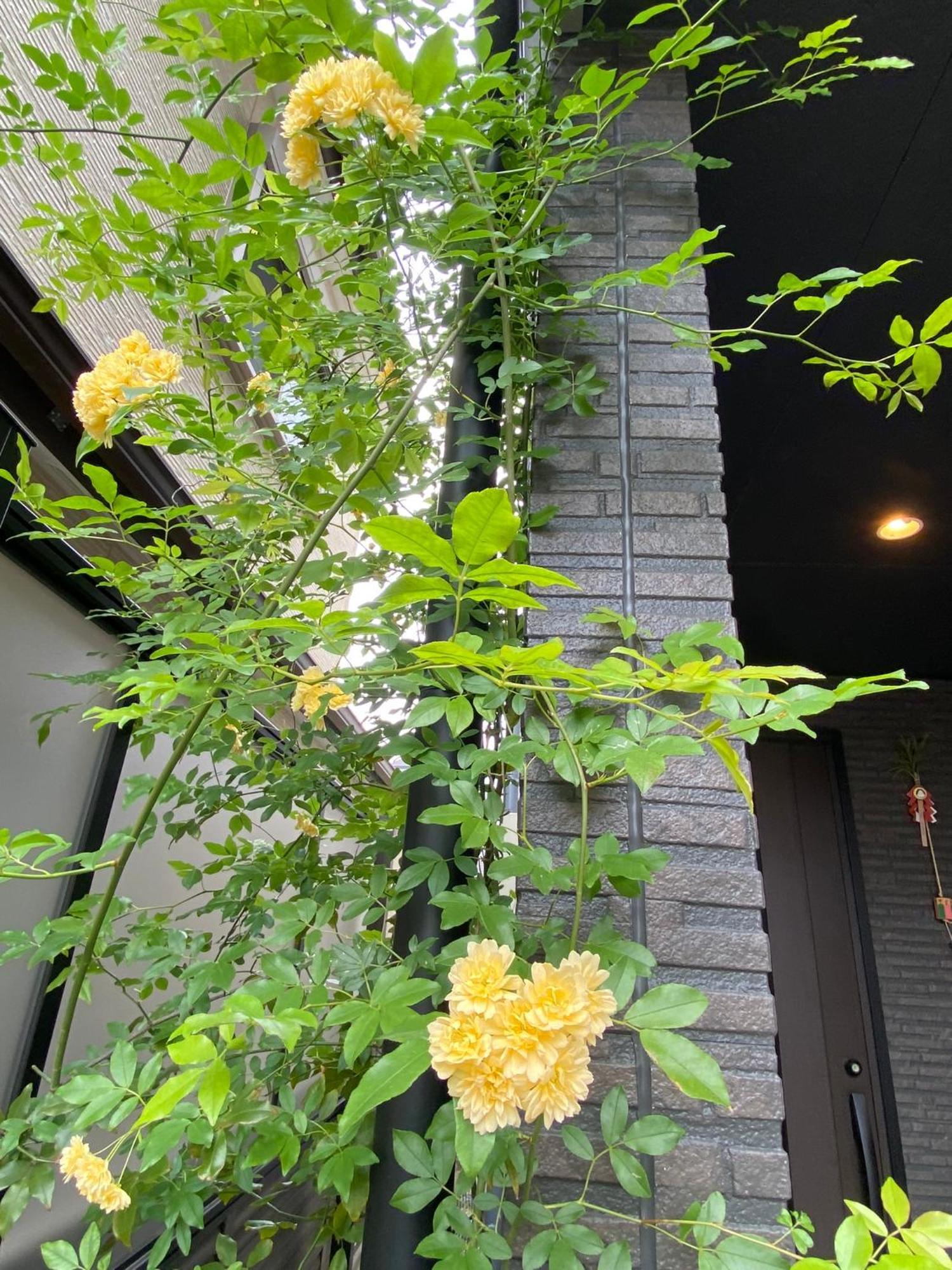 遥華-haruka House Kyōto